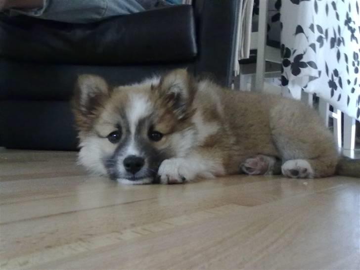 Islandsk fårehund Nala billede 3