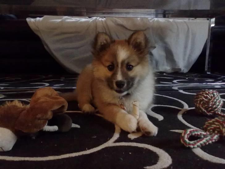 Islandsk fårehund Nala billede 4