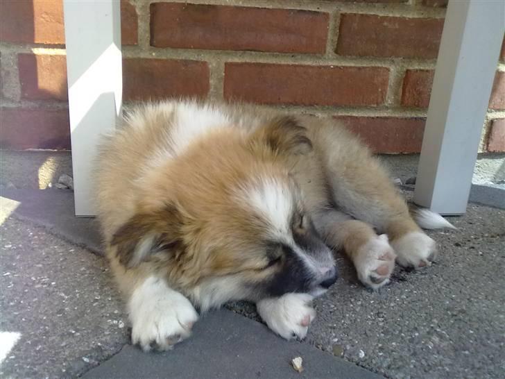Islandsk fårehund Nala billede 6