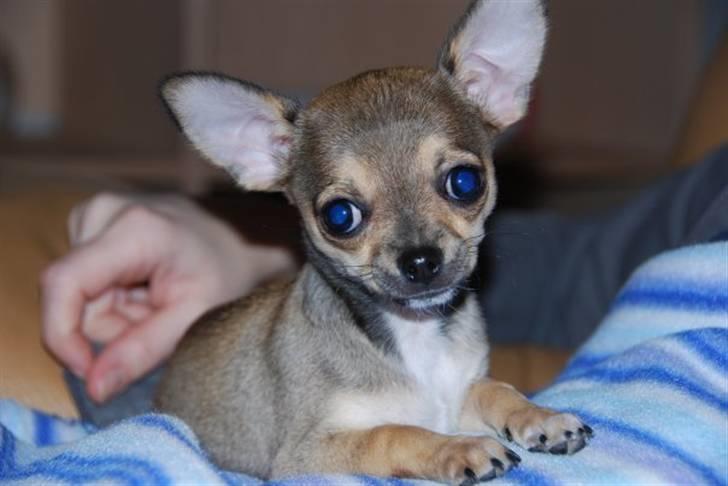 Chihuahua Gismo billede 1