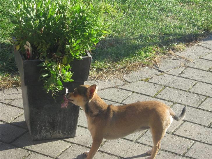 Chihuahua Goldie billede 1