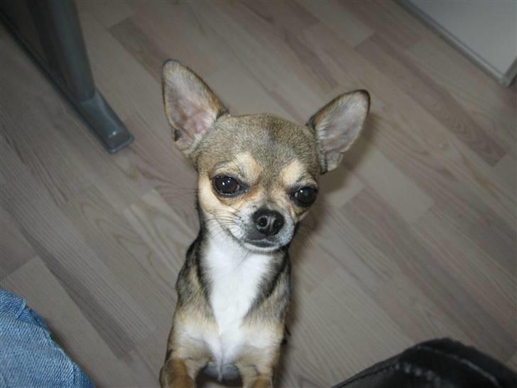 Chihuahua Gismo billede 2