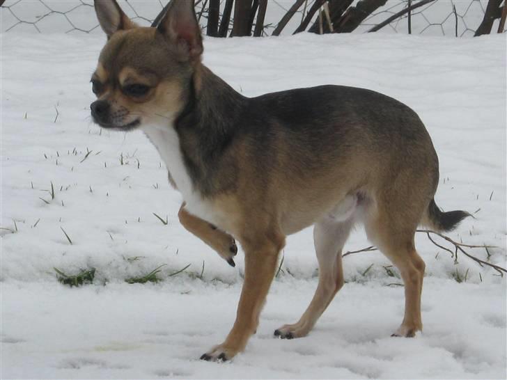 Chihuahua Gismo billede 3