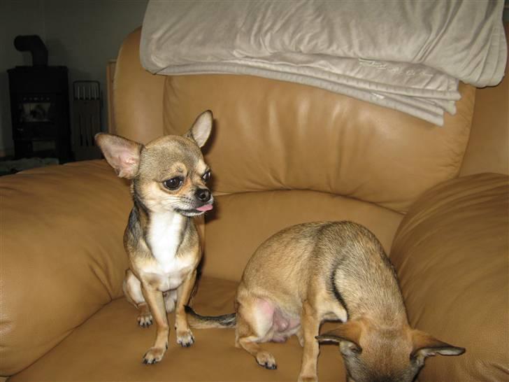 Chihuahua Gismo billede 4