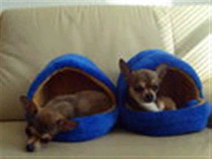 Chihuahua Gismo billede 5