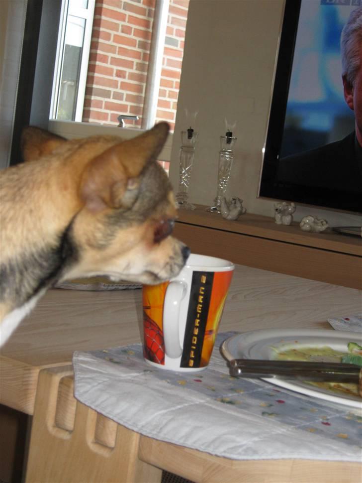 Chihuahua Goldie billede 2