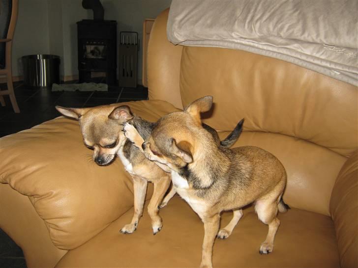 Chihuahua Goldie billede 3