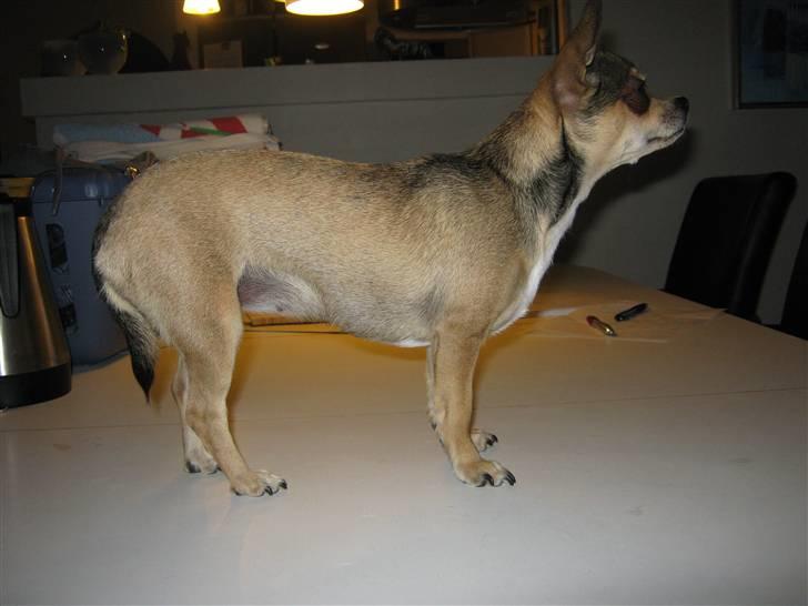 Chihuahua Goldie billede 4