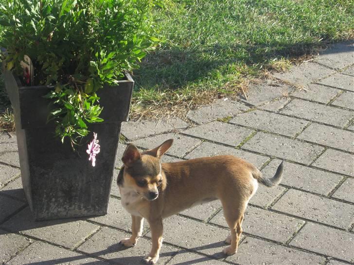 Chihuahua Goldie billede 5