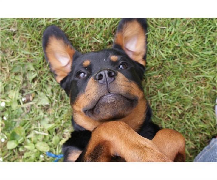 Rottweiler Bella Lien Valentin billede 1
