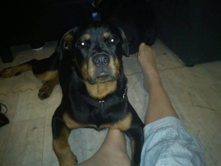 Rottweiler Bella Lien Valentin billede 2