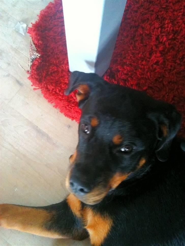 Rottweiler Bella Lien Valentin billede 3
