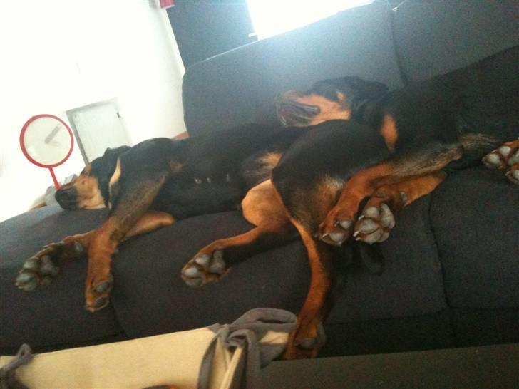 Rottweiler Bella Lien Valentin billede 4