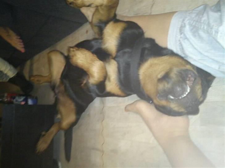 Rottweiler Bella Lien Valentin billede 5