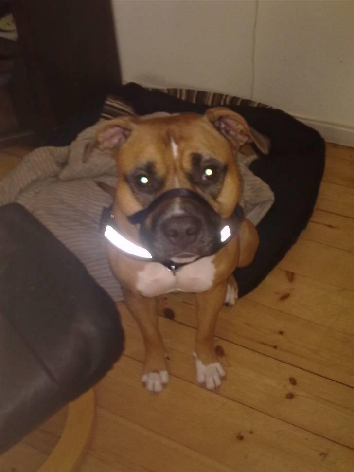 Amerikansk staffordshire terrier Tyson R.I.P den 31/03-11 billede 14