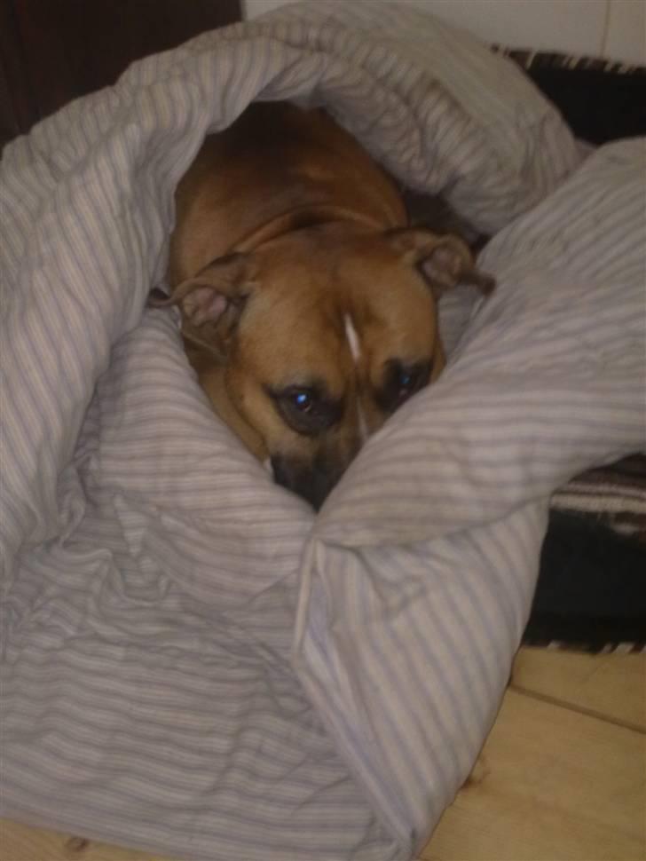 Amerikansk staffordshire terrier Tyson R.I.P den 31/03-11 billede 15