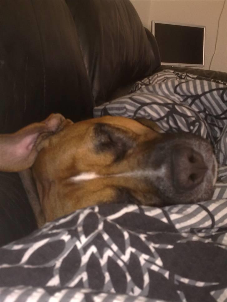 Amerikansk staffordshire terrier Tyson R.I.P den 31/03-11 billede 16