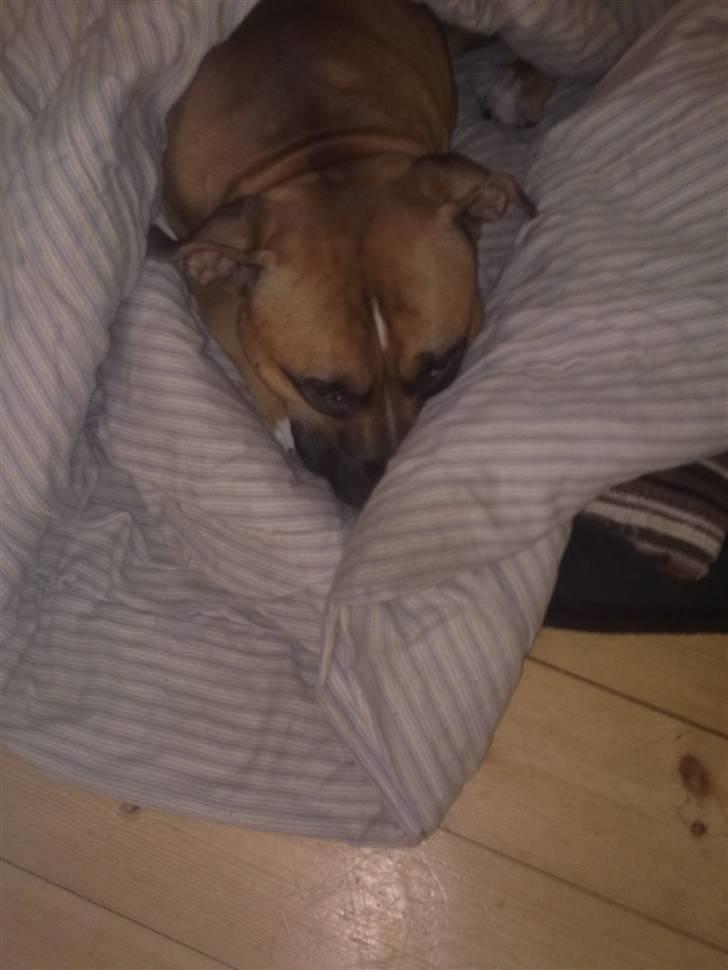 Amerikansk staffordshire terrier Tyson R.I.P den 31/03-11 billede 17