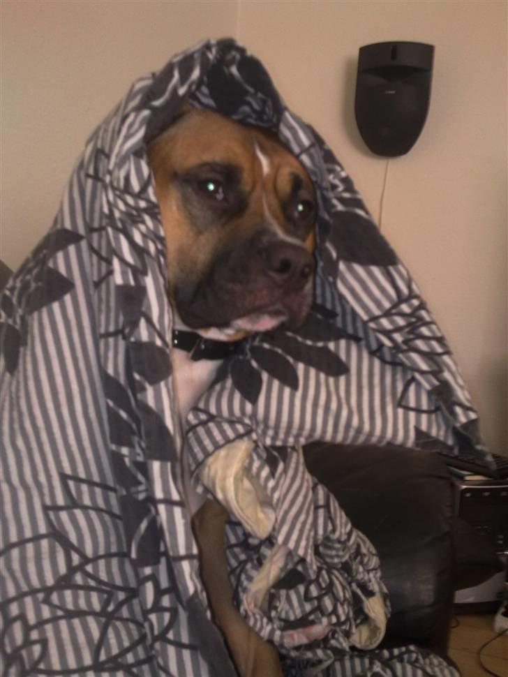 Amerikansk staffordshire terrier Tyson R.I.P den 31/03-11 billede 18