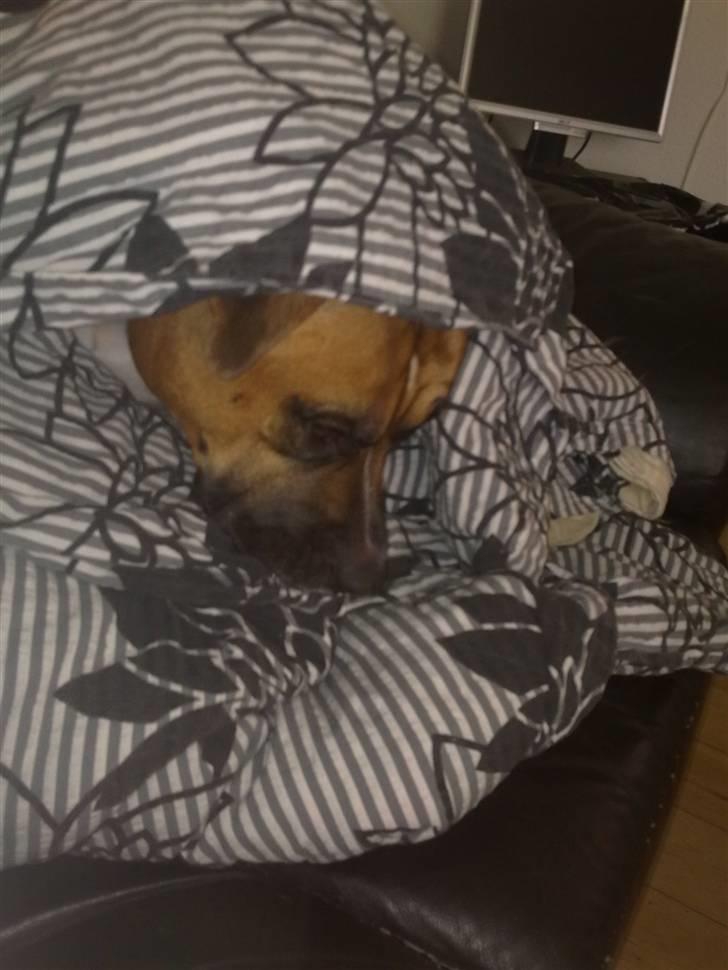 Amerikansk staffordshire terrier Tyson R.I.P den 31/03-11 billede 19