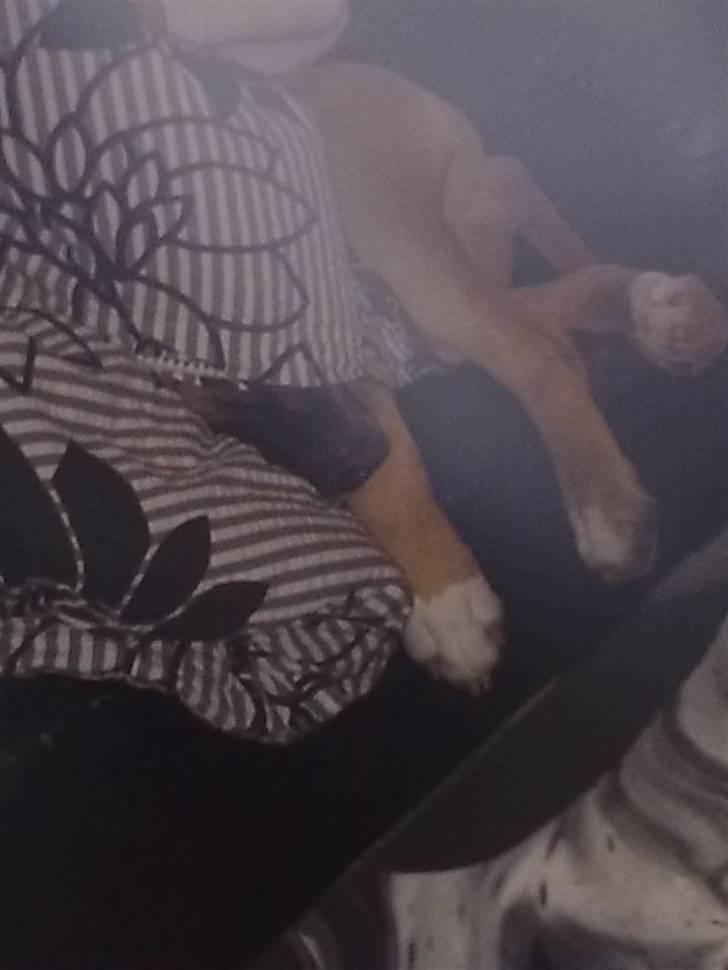 Amerikansk staffordshire terrier Tyson R.I.P den 31/03-11 billede 20