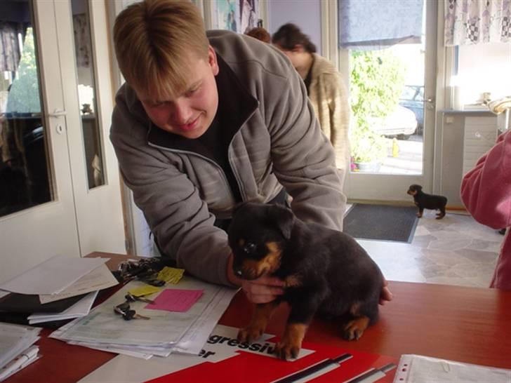 Rottweiler Bjørn-Aflivet 28/6-2012 - 6uger gammel. billede 15