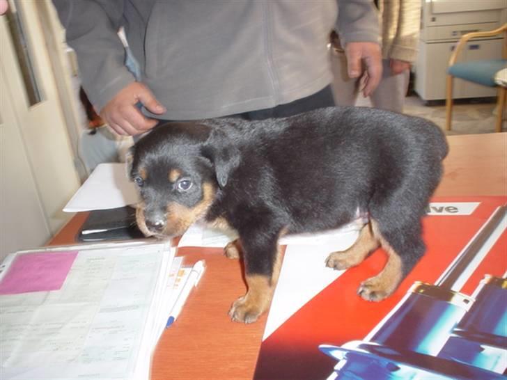 Rottweiler Bjørn-Aflivet 28/6-2012 - 6uger gammel. billede 16