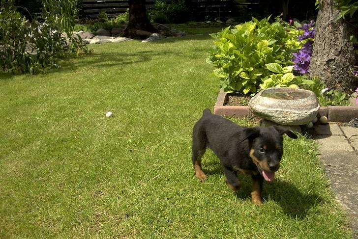 Rottweiler Bjørn-Aflivet 28/6-2012 - 9uger gammel. billede 17