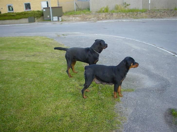 Rottweiler Bjørn-Aflivet 28/6-2012 - Bjørn´s forældre. billede 19