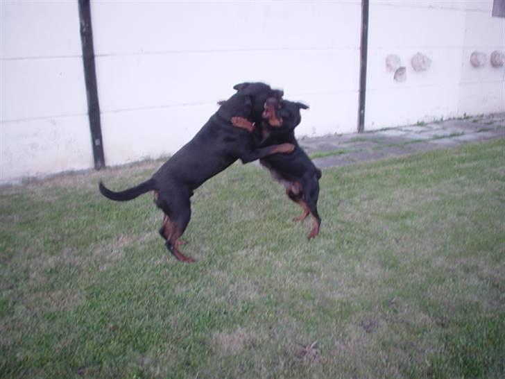 Rottweiler Bjørn-Aflivet 28/6-2012 - Bjørn´s forældre. billede 20