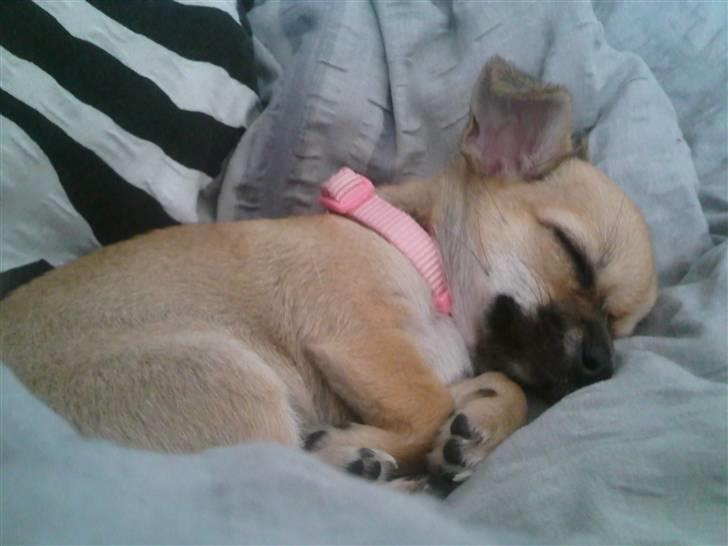 Chihuahua Himmelhund - Peanut  - Ligger trygt og putter billede 1