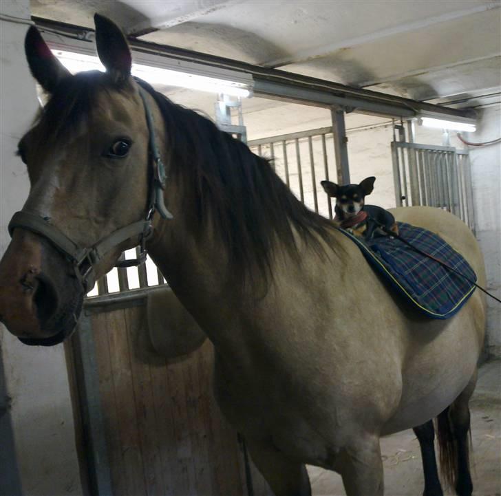 Chihuahua Maya billede 18