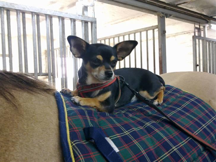 Chihuahua Maya billede 19