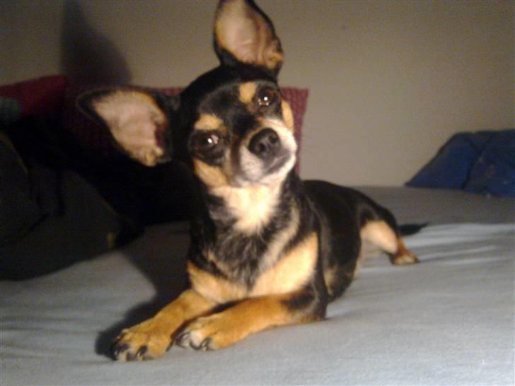 Chihuahua Maya billede 20