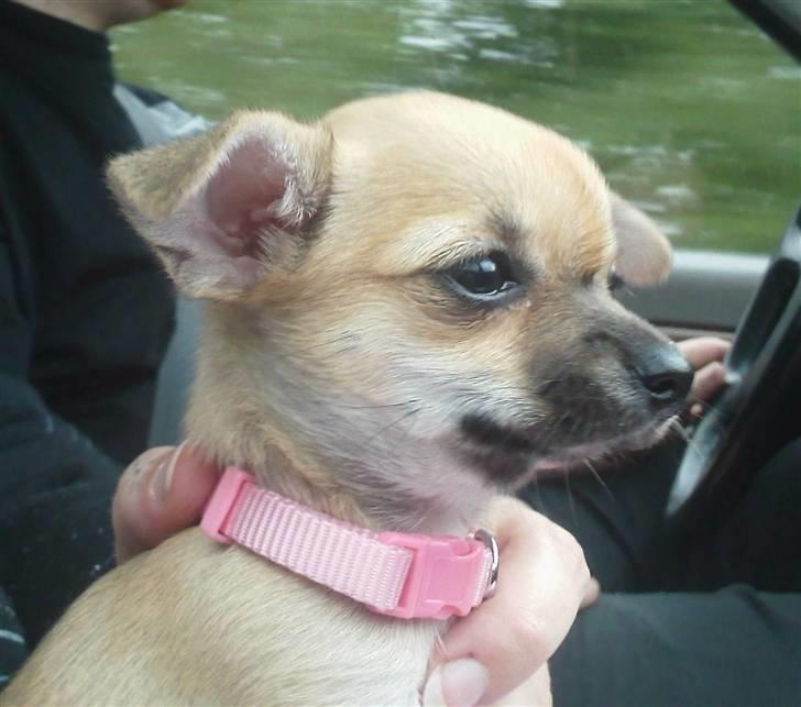 Chihuahua Himmelhund - Peanut  - I bilen på vej hjem fra Kennelen :) billede 2