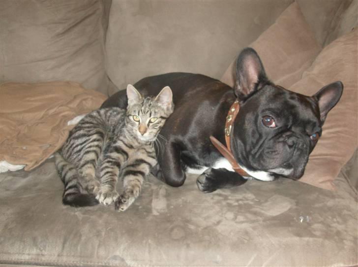 Fransk bulldog Trold billede 1