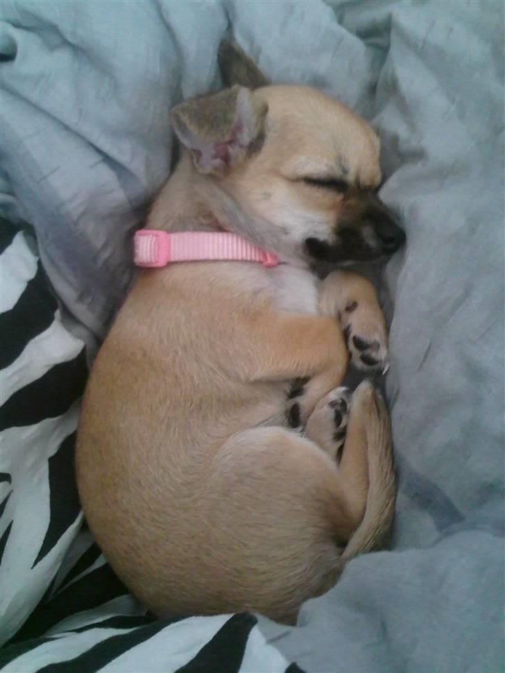 Chihuahua Himmelhund - Peanut  - Mere bedårende bliver man da ikke :) billede 3