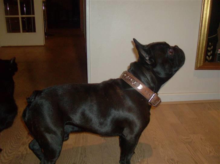 Fransk bulldog Trold billede 2