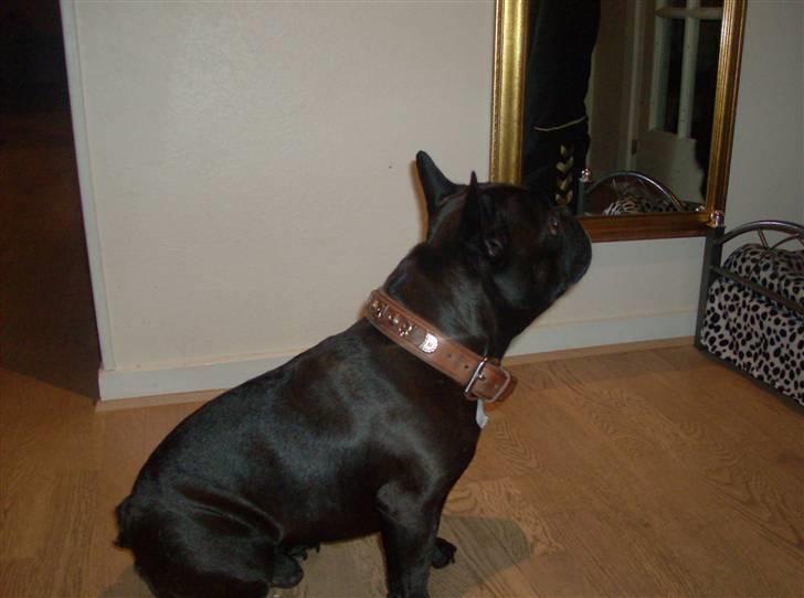 Fransk bulldog Trold billede 3