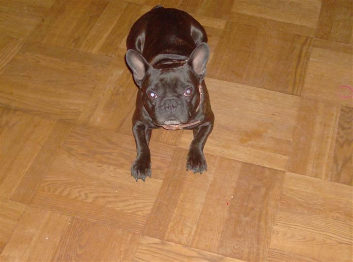 Fransk bulldog Trold billede 4