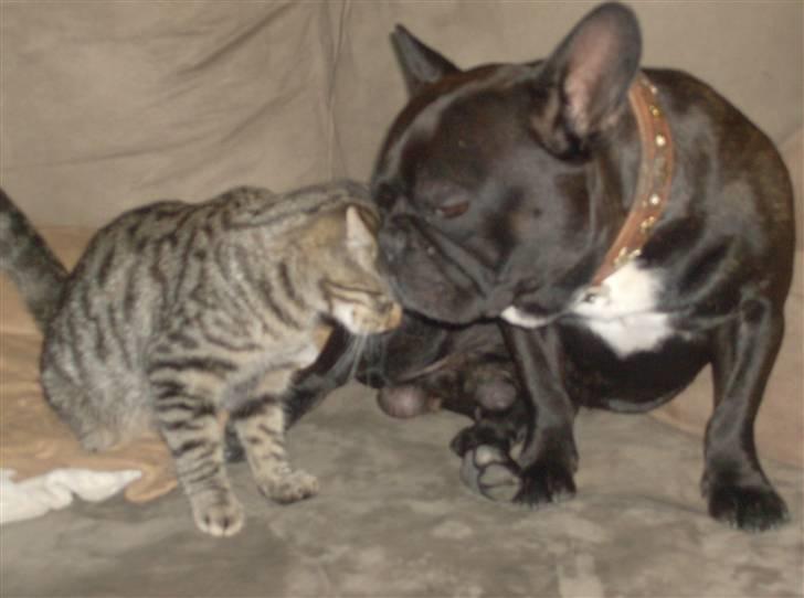 Fransk bulldog Trold billede 5