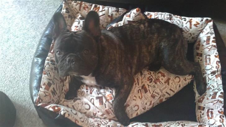 Fransk bulldog Kejser billede 10