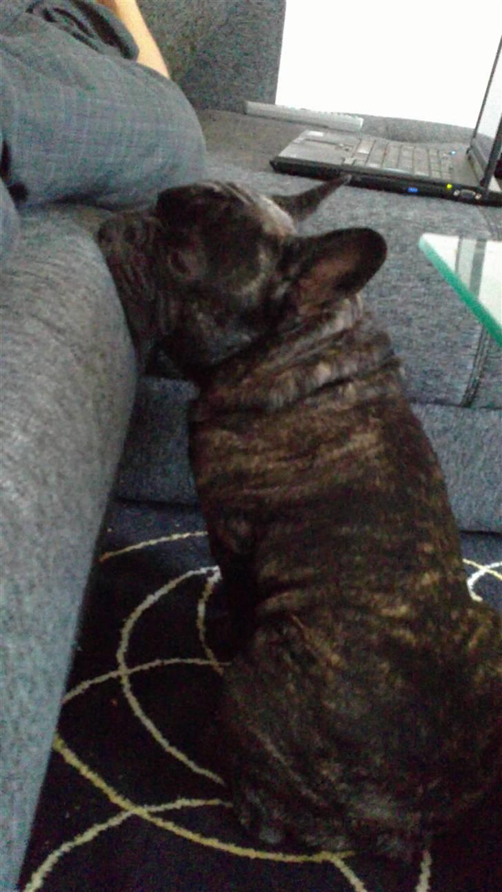 Fransk bulldog Kejser billede 11