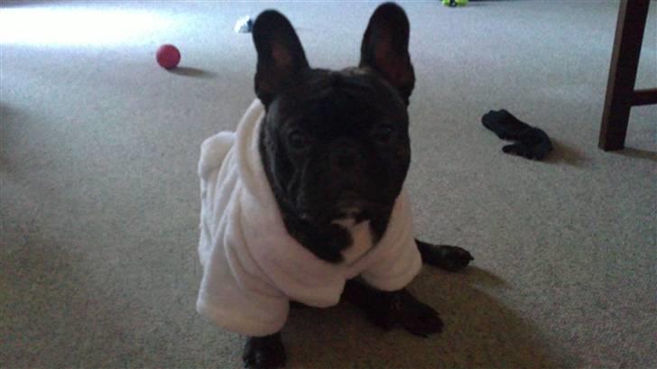 Fransk bulldog Kejser billede 12