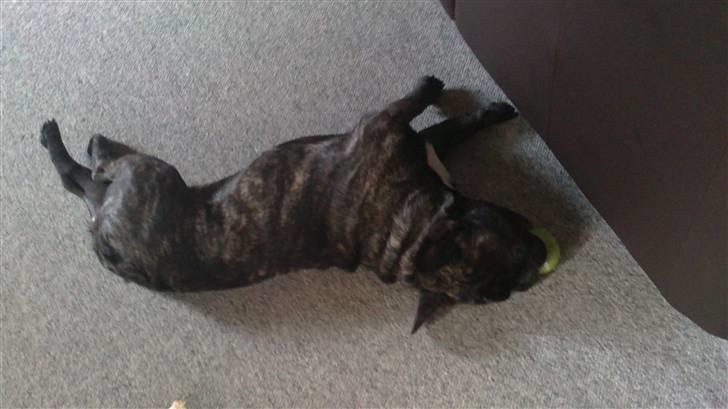 Fransk bulldog Kejser billede 13