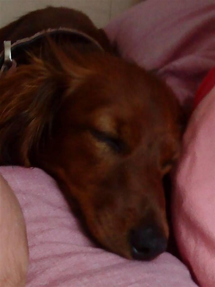 Gravhund Von-Fyrbo Casandra - <3 billede 27