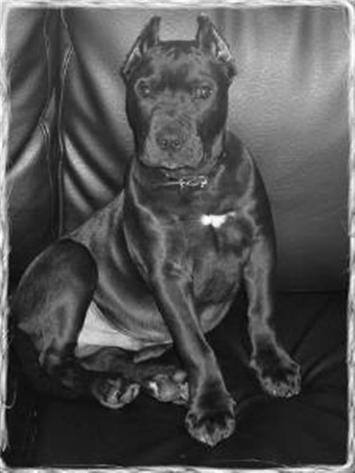 Blanding af racer Babe billede 9