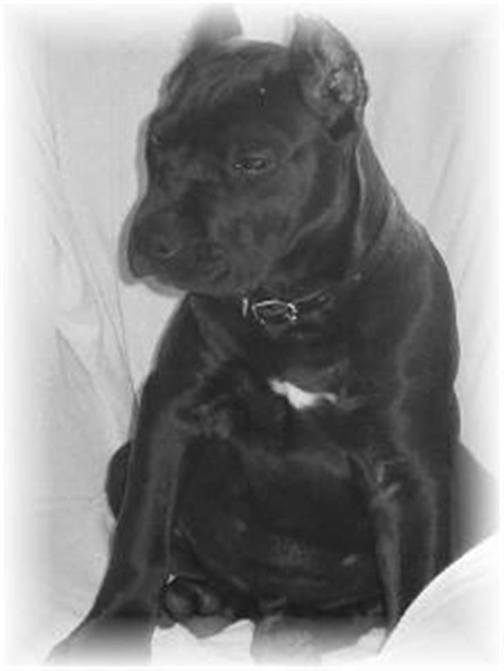 Blanding af racer Babe billede 10