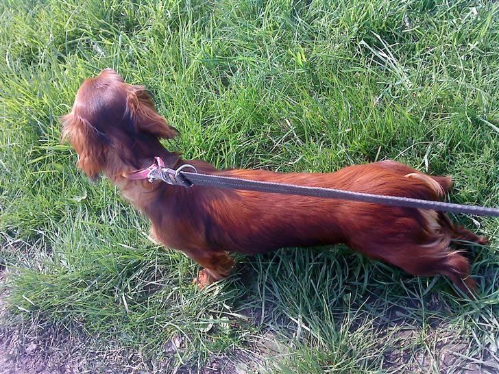 Gravhund Von-Fyrbo Casandra - Casey til ringtræning <3 billede 25