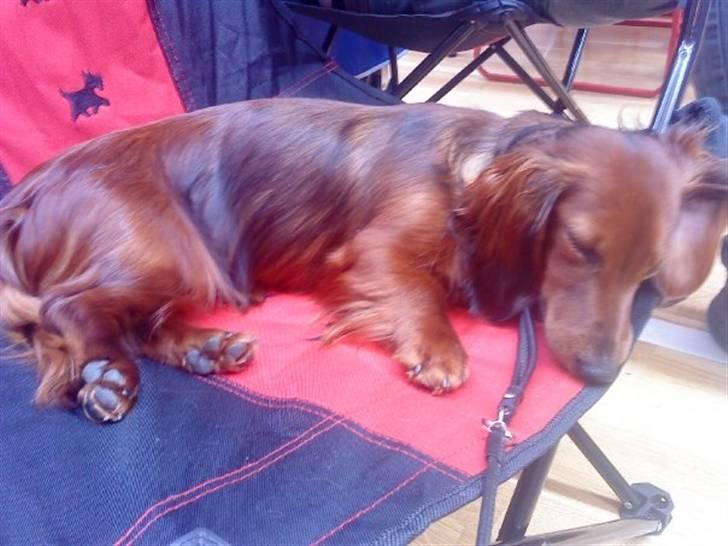 Gravhund Von-Fyrbo Casandra - En træt Casey efter en laaaangt dag på udstilligen i Holstebro <3 billede 26